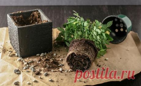 Что делать, если растение не хочет цвести? — Сад на подоконнике