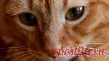 ТРОГАТЕЛЬНАЯ ИСТОРИЯ О КОШАЧЬЕЙ ВЕРНОСТИ — Лап-Ушки.com — любимые животные