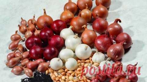 «Обязательно ли срезать стрелки у лука?» — Яндекс Кью