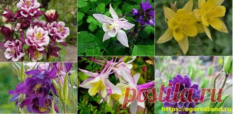 Кто в саду воду собирает? Аквилегия - знакомая незнакомка