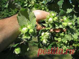 Как создать ореховый сад
Лещина и фундук – редкие гости на наших садовых участках. И это довольно странно, если учесть, сколько стоит один килограмм орехов. На участке в четыре сотки можно создать целый сад из фундуков, которые будут хорошо плодоносить.
О ПОЧВЕ
Фундук предпочитает легкие по механическому составу и богатые органикой почвы. Если земля на участке другая, то ее надо подкорректировать, добавив в посадочную яму песка и перегноя. Причем перегноя нужно сравнительно немного. А песка н