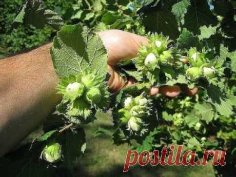 Как создать ореховый сад
Лещина и фундук – редкие гости на наших садовых участках. И это довольно странно, если учесть, сколько стоит один килограмм орехов. На участке в четыре сотки можно создать целый сад из фундуков, которые будут хорошо плодоносить.
О ПОЧВЕ
Фундук предпочитает легкие по механическому составу и богатые органикой почвы. Если земля на участке другая, то ее надо подкорректировать, добавив в посадочную яму песка и перегноя. Причем перегноя нужно сравнительно немного. А песка н