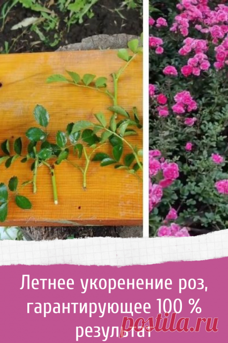 Летнее укоренение роз, гарантирующее 100 % результат
