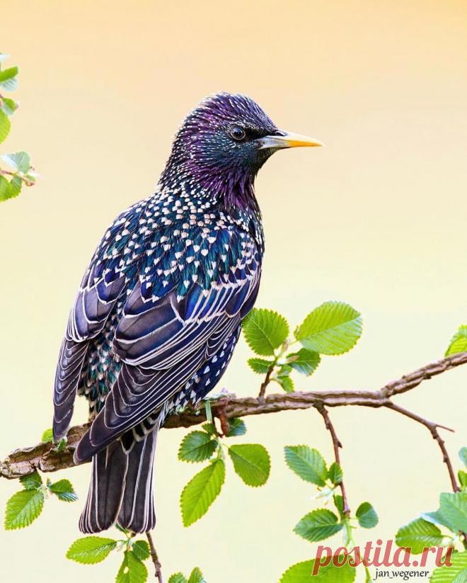 Featuring Standout Bird Pics в Instagram: «#starling by @jan_wegener_ . . . . . #your_best_birds #nuts_about_birds #bestbirdshots #bb_of_ig #kings_birds #bird_brilliance…» 7,070 отметок «Нравится», 46 комментариев — Featuring Standout Bird Pics (@birdfreaks) в Instagram: «#starling by @jan_wegener_ . . . . . #your_best_birds #nuts_about_birds #bestbirdshots #bb_of_ig…»