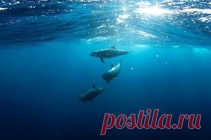 Дрессировщики выяснили происхождение погибшей в Севастополе афалины. Специалисты выяснили, что найденная в Севастополе мертвая афалина не принадлежала дельфинарию «Флиппер». Это установила тренер Карадагской научной станции Дарья Цветкова, которая ранее утверждала, что знает погибшее животное. Однако при визуальном осмотре она поняла, что ошибалась.