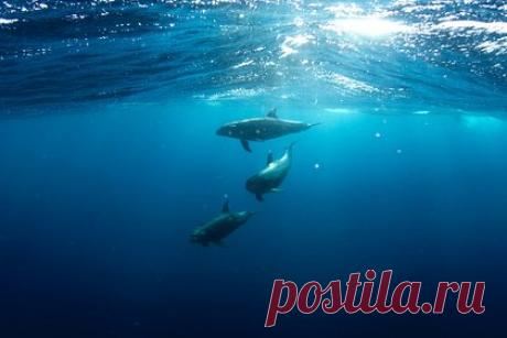 Дрессировщики выяснили происхождение погибшей в Севастополе афалины. Специалисты выяснили, что найденная в Севастополе мертвая афалина не принадлежала дельфинарию «Флиппер». Это установила тренер Карадагской научной станции Дарья Цветкова, которая ранее утверждала, что знает погибшее животное. Однако при визуальном осмотре она поняла, что ошибалась.