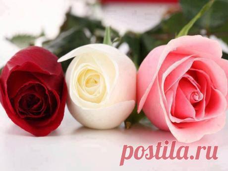 Я подарю вам три чудесных розы:
Одна - Любовь, другая - Жизнь, а третья - Свет...
Они с шипами, часто это - слёзы,
Но без шипов и Счастья тоже нет...
Их охраняют Вера и Надежда,
В букете искренности им не увядать!
Пусть радость им дарует неба свежесть,
Чтоб вновь и вновь тем розам расцветать!