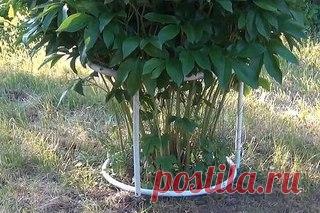 Конструкция для подвязки пионов 

Подготовка 

Нам понадобится: 
Показать полностью…