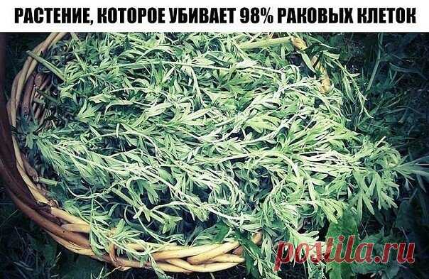 РАСТЕНИЕ, КОТОРОЕ УБИВАЕТ 98% РАКОВЫХ КЛЕТОК ЗА 16 ЧАСОВ!
И оно растет у нас!
Артемизинин, 