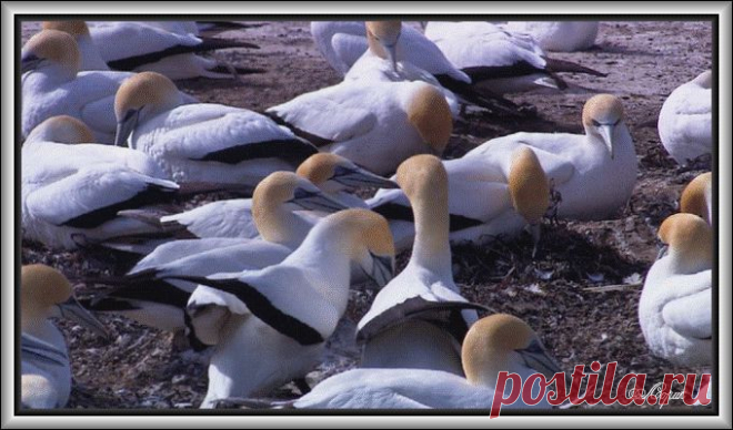 Урок - Программа Cliplets - делаем "живые" фото.