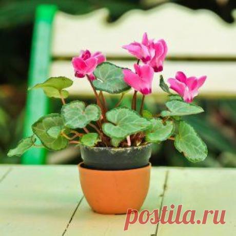 Избавляемся от вредителей на цикламене