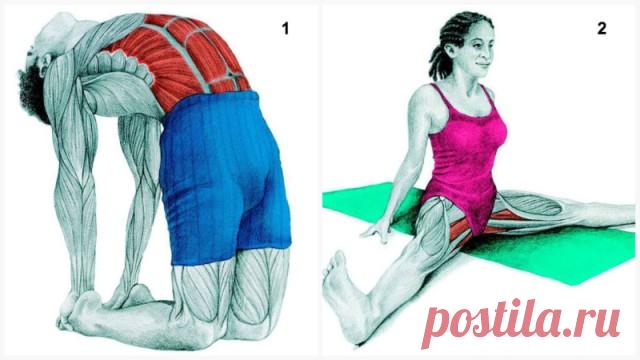 Что Вы тянете на самом деле: полный гид по растяжке мышц в картинках