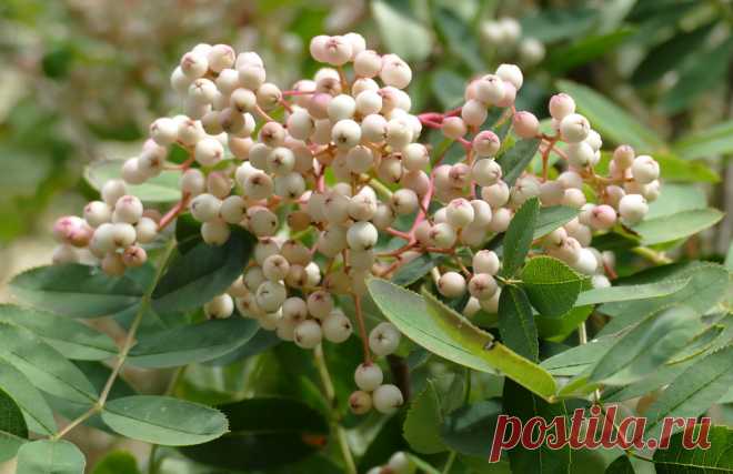 Speierling - рябина домашняя (Sorbus domestica)