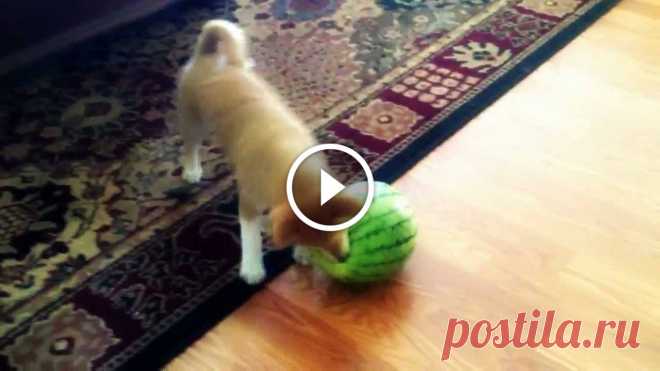 Puppy Loves/Hates Watermelon