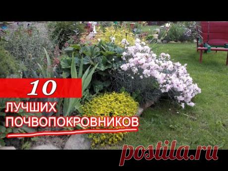 10 ЛУЧШИХ ПОЧВОПОКРОВНИКОВ из СЕМЯН!  Многолетние ПОЧВОПОКРОВНЫЕ растения  для АЛЬПИЙСКОЙ ГОРКИ.