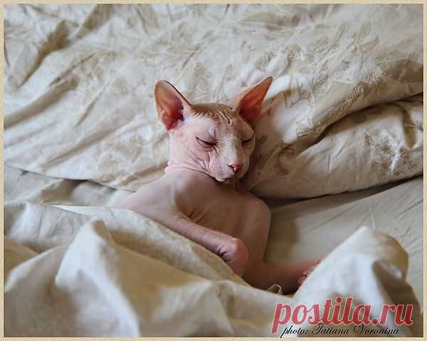 Фото@Mail.ru: Татьяна Воронина : Счастливый кот!:)