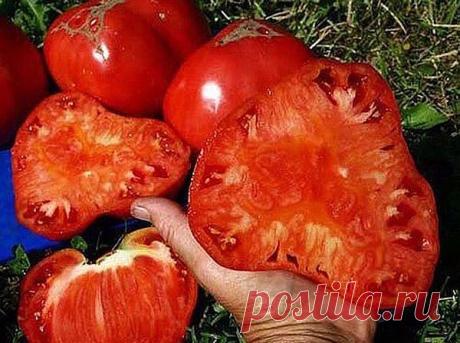 (51) Одноклассники