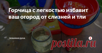 Горчица с легкостью избавит ваш огород от слизней и тли Порошок горчицы это не только кулинарная острая пряность которая известна во всем мире. Но и очень хороший помощник в огороде для каждого дачника. Горчицу боятся в огороде слизни, которые беспощадно поедают капусту; тля, паутинный клещ и капустница; и молодь колорадского жука ни когда не переживет опрыскивание горчичным порошком.
Тля проблема для каждого садовода огородника в том числе и для меня.