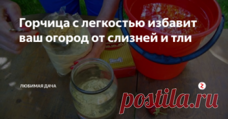 Горчица с легкостью избавит ваш огород от слизней и тли Порошок горчицы это не только кулинарная острая пряность которая известна во всем мире. Но и очень хороший помощник в огороде для каждого дачника. Горчицу боятся в огороде слизни, которые беспощадно поедают капусту; тля, паутинный клещ и капустница; и молодь колорадского жука ни когда не переживет опрыскивание горчичным порошком.
Тля проблема для каждого садовода огородника в том числе и для меня.
