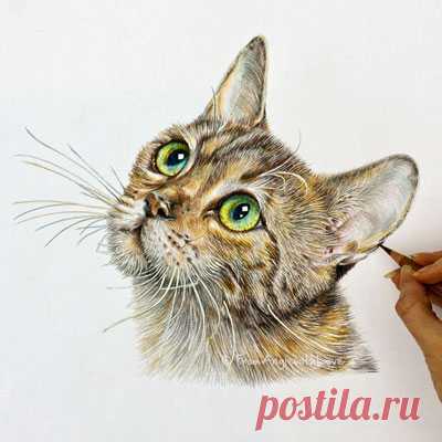 Кошачьи портреты карандашом