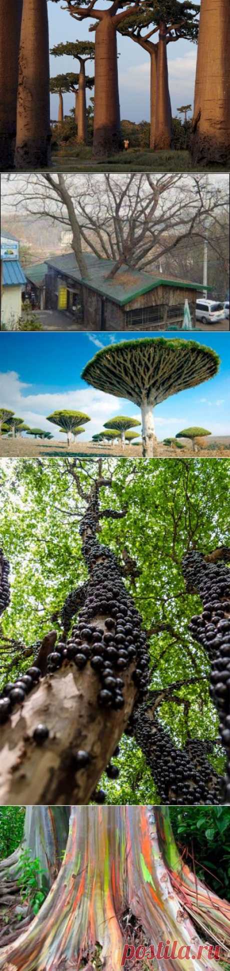 amazing trees | Dusky's Wonders