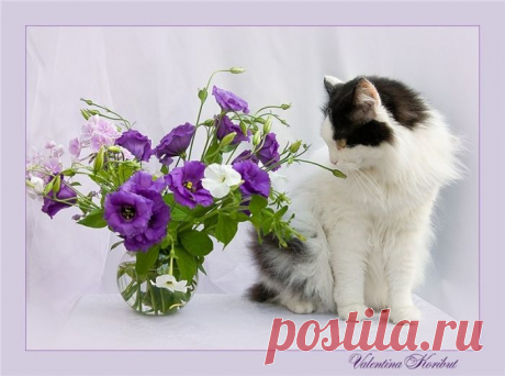 Кото-натюрморты | РОЗЫ
