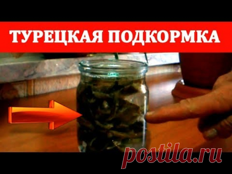 НЕОБЫЧНОЕ СРЕДСТВО для комнатных растений. Комнатные цветы подкормка