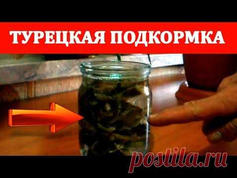 НЕОБЫЧНОЕ СРЕДСТВО для комнатных растений. Комнатные цветы подкормка