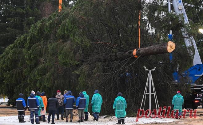 В Подмосковье спилили главную ель России. В Волоколамске (Московская область) спилили елку, которая будет украшать Соборную площадь Кремля, сообщает ТАСС.