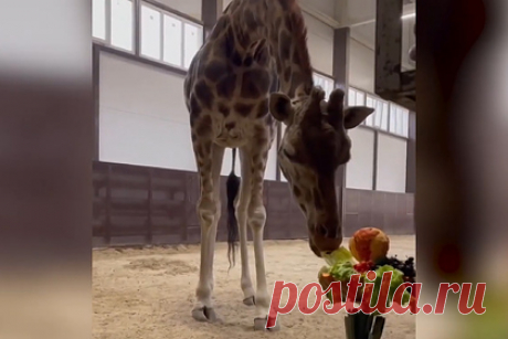 Самка жирафа из ростовского зоопарка отпраздновала 27-летие. Самке жирафа Ротшильда по кличке Елизара, которая живет в зоопарке Ростова-на-Дону, исполнилось 27 лет. В честь праздника ей подарили торт из овощей и фруктов. Она стала самой взрослой самкой своего вида в Европе, в среднем эти животные живут 25 лет. Несмотря на возраст, Елизара активно общается с киперами и гостями.