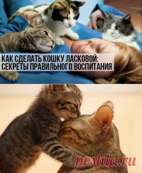 Как сделать кошку ласковой: секреты правильного воспитания | Котики и няшки