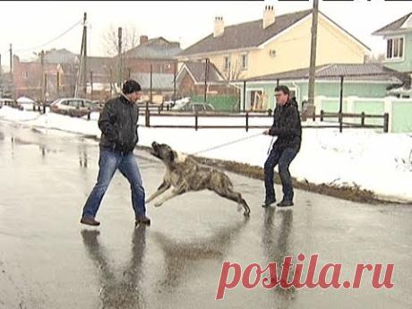 Агрессивный Алабай (Атака на людей)