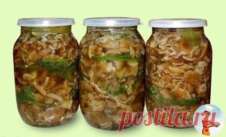 СОЛЕНЫЕ ГРИБЫ - ОЧЕНЬ ВКУСНО!
1 кг отварных грибов
30 г соли
5 зубков чеснока
пучок укропа
2 лавровых листа
1 ч.л. черного перца горошка
3-4 листа черной смородины
Очистить грибы от мусора и промыть, несколько раз меняя воду
Приготовить рассол, добавив на каждый литры воды 60 г соли
Отварить грибы в полученном рассоле на небольшом, огне переодически снимая пену
Когда грибы осядут на дно, и рассол станет прозрачным , откинуть грибы на дуршлаг и охладить
Положить на дно банки часть с
