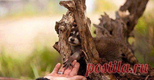 Одноклассники