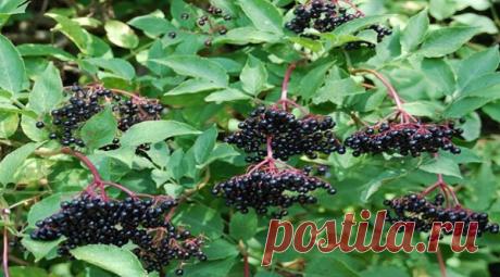 Борьба за жизнь: это растение, спасло меня от рака — История из жизни! — Сад Заготовка