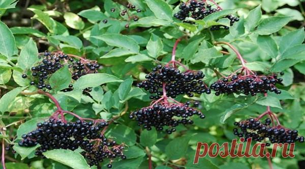 Борьба за жизнь: это растение, спасло меня от рака — История из жизни! — Сад Заготовка