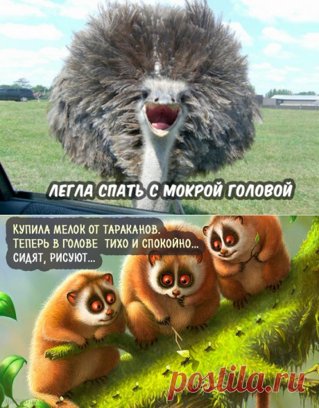 Юмор (прикольные фразочки в картинках) | Записи в рубрике Юмор (прикольные фразочки в картинках) | Дневник Н_Филина