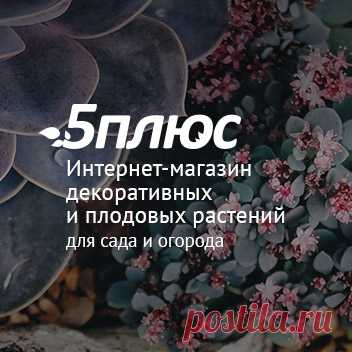 Плодовые деревья и кустарники из Финляндии 2021 год. - Каталог - 5plusroses.ru декоративные и плодовые растения для сада и огорода Фруктовые деревья и кустарники из Финских питомников