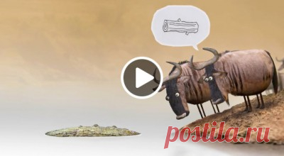 Cмешной и глубоко философский мультфильм – Фитнес для мозга