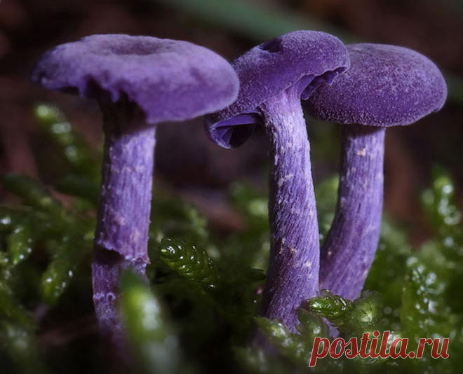 Лаковица аметистовая (Laccaria amethystina)