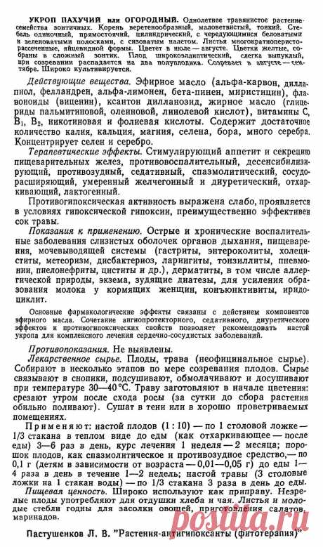 Укроп пахучий или огородный