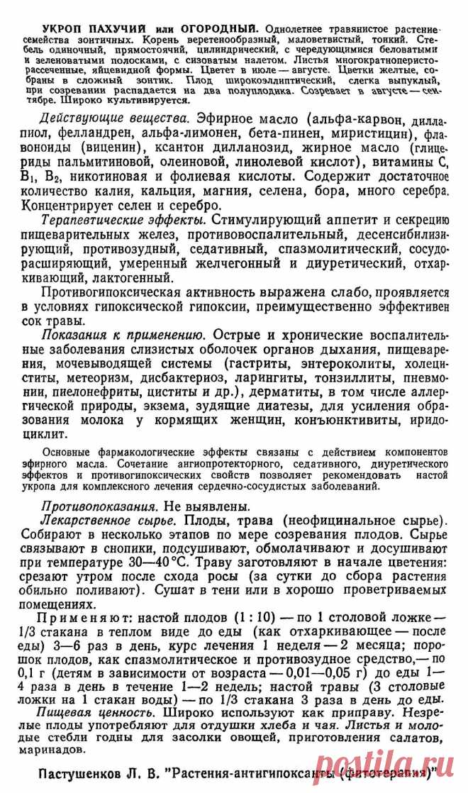 Укроп пахучий или огородный