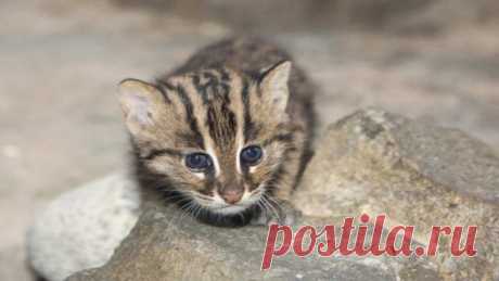 Кошка-Рыболов или Виверровый кот: 25+ фото Крапчатой, цена