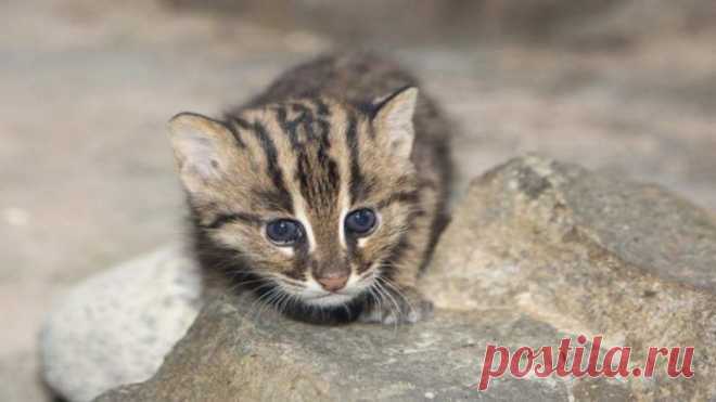 Кошка-Рыболов или Виверровый кот: 25+ фото Крапчатой, цена