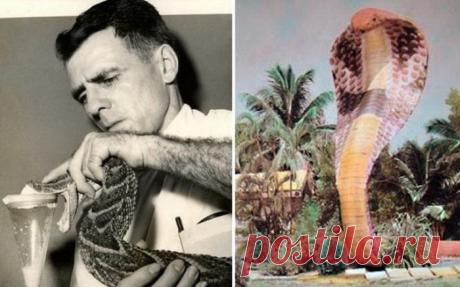 История жизни американца, перенесшего более 170 укусов змей | Чёрт побери Укусы ядовитых змей смертельно опасны, однако есть люди, которые на собственном примере доказывают, что у каждого правила есть исключения. Американец Билл Хааст прославился тем, что открыл собственный серпентарий в Майами, где держал гремучих змей. От своих подопечных он перенес за жизнь более 170 укусов, однако умер в возрасте 100 лет. Серпентарий Хааста – едва не самая известная достопримечательнос...