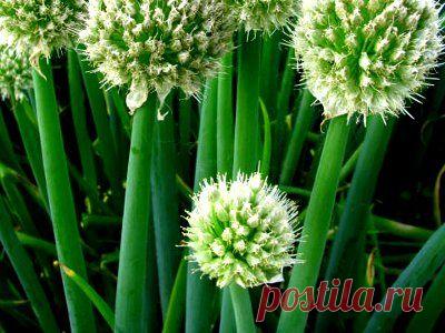 Как вырастить лук-батун :: выращивание лука батуна из семян :: Сад и огород :: KakProsto.ru: как просто сделать всё