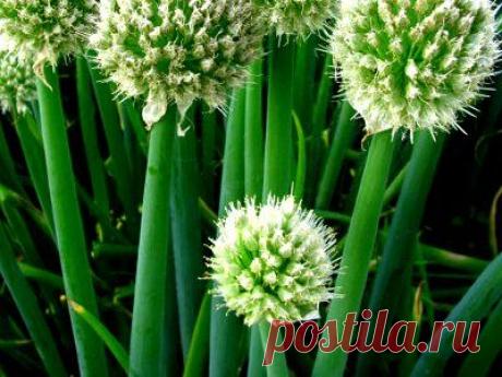 Как вырастить лук-батун :: выращивание лука батуна из семян :: Сад и огород :: KakProsto.ru: как просто сделать всё