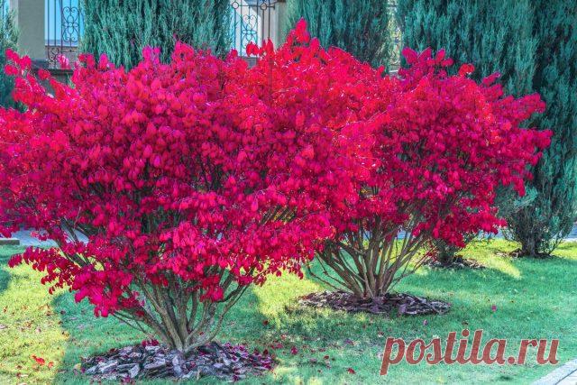 Бересклет — декоративный кустарник для яркой осени в саду. Виды, сорта, описание, фото — Ботаничка.ru