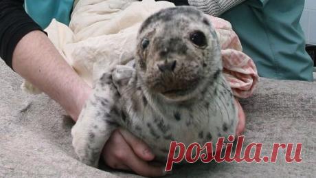 В Ладожское озеро выпустили четырех краснокнижных нерп