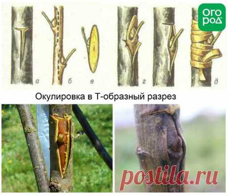 Как правильно привить яблоню – советы новичкам | В саду (Огород.ru)